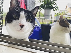 きまぐれ猫、会えたらラッキー
